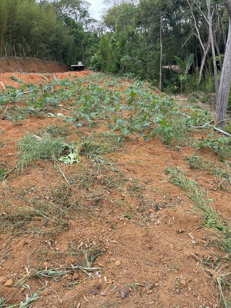 Chácara, 2 quartos, 2 hectares - Foto 12