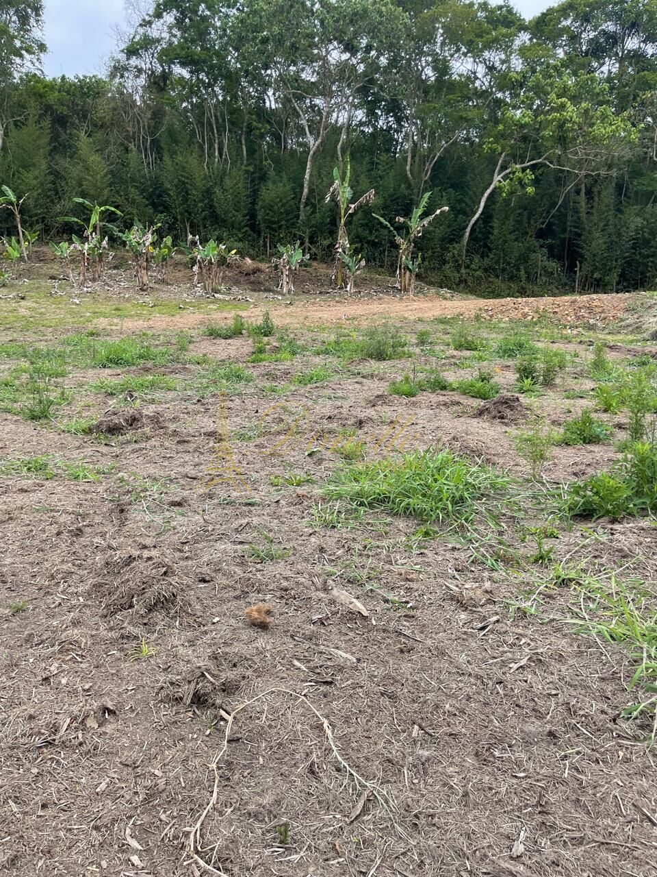 Chácara, 2 quartos, 2 hectares - Foto 6