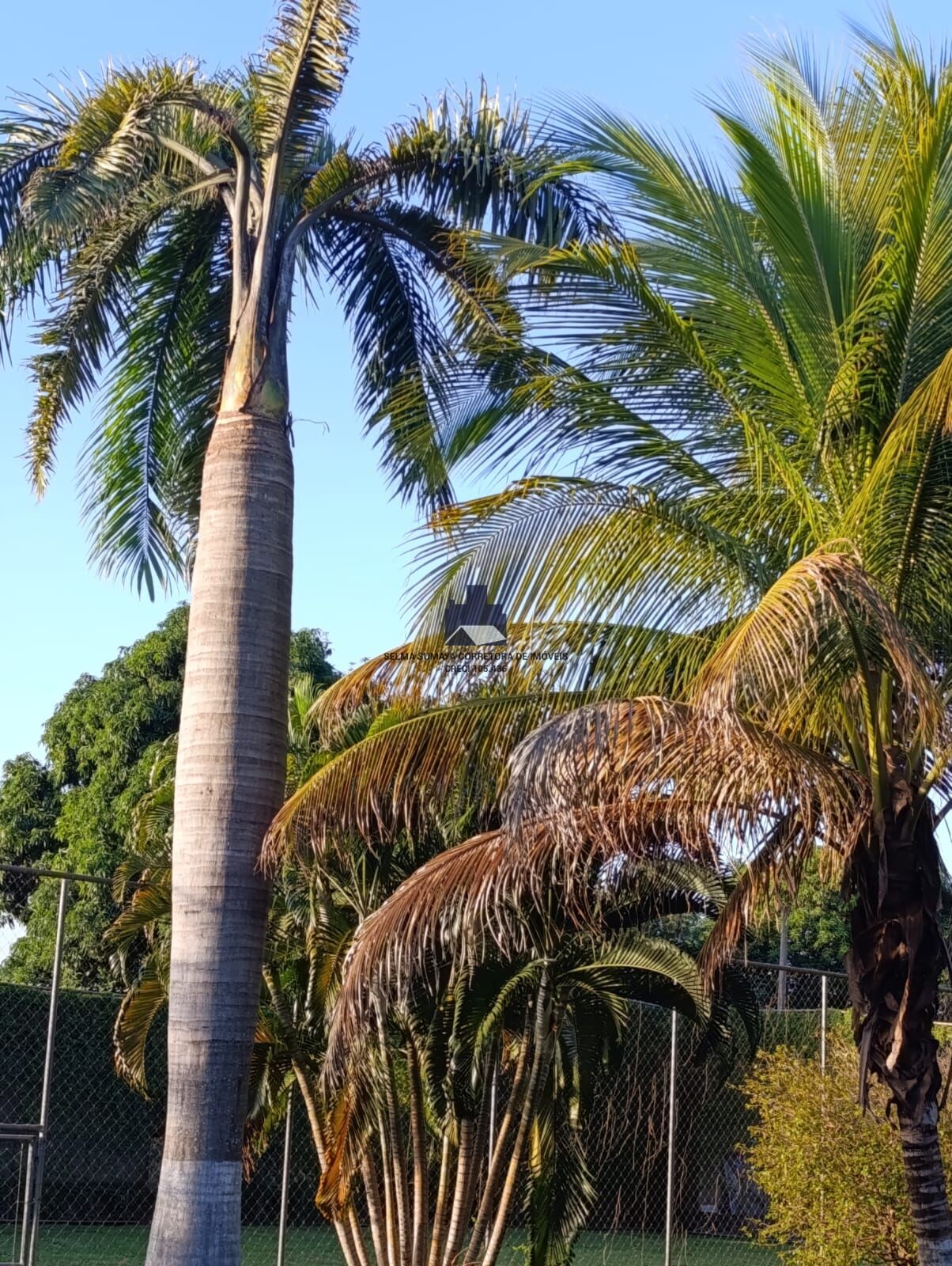 Fazenda / Sítio / Chácara com 5 quartos à venda, 2000m² — foto 8 de 15
