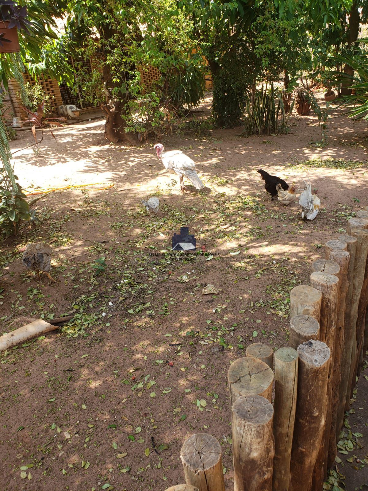 Fazenda / Sítio / Chácara com 2 quartos à venda, 1000m² — foto 16 de 20