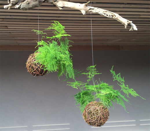 Kokedama