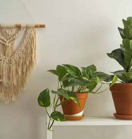 Jiboia: saiba tudo sobre a planta que não sai de moda.