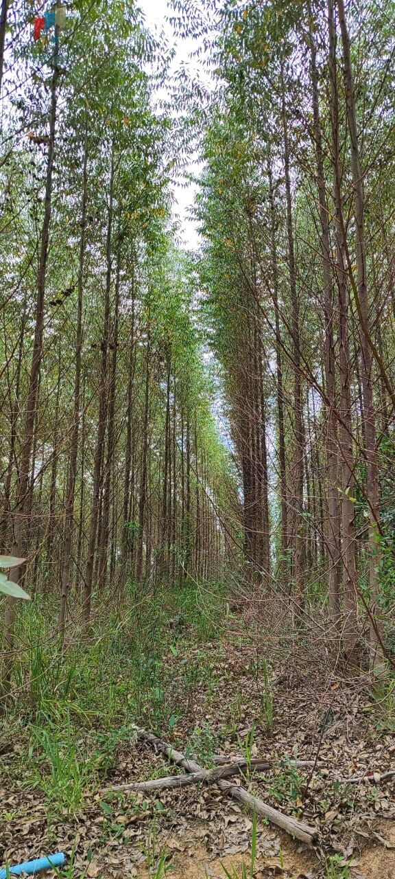 Fazenda a venda em São Miguel Arcanjo SP