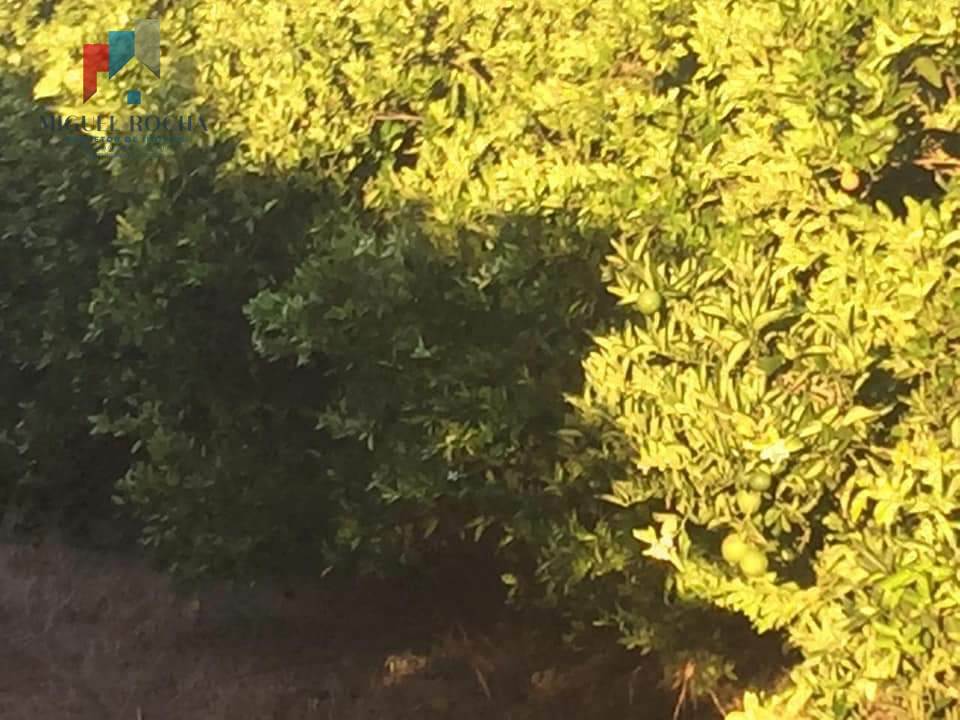 Fazenda à venda no bairro Centro - Tatuí/SP
