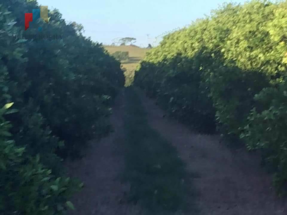 Fazenda à venda no bairro Centro - Tatuí/SP