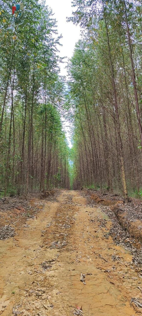 Fazenda a venda São Miguel Arcanjo SP