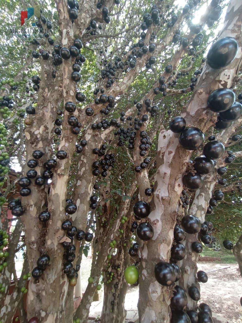 Chácara em Jardim Gramado, Tatuí/SP