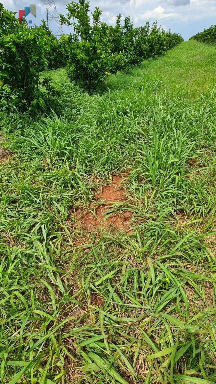 Fazenda região de Araraquara SP