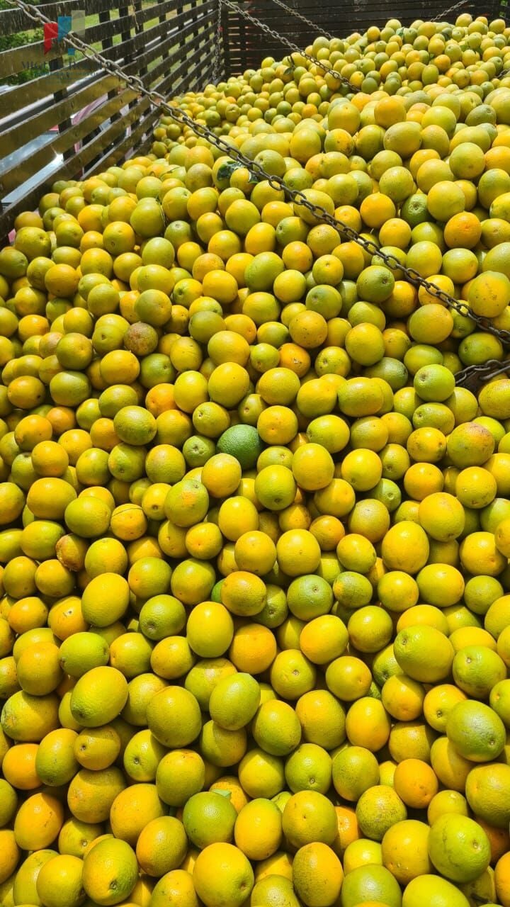 Fazenda região de Araraquara SP