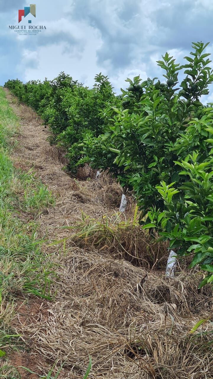 Fazenda região de Araraquara SP