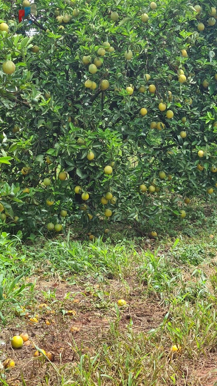 Fazenda região de Araraquara SP