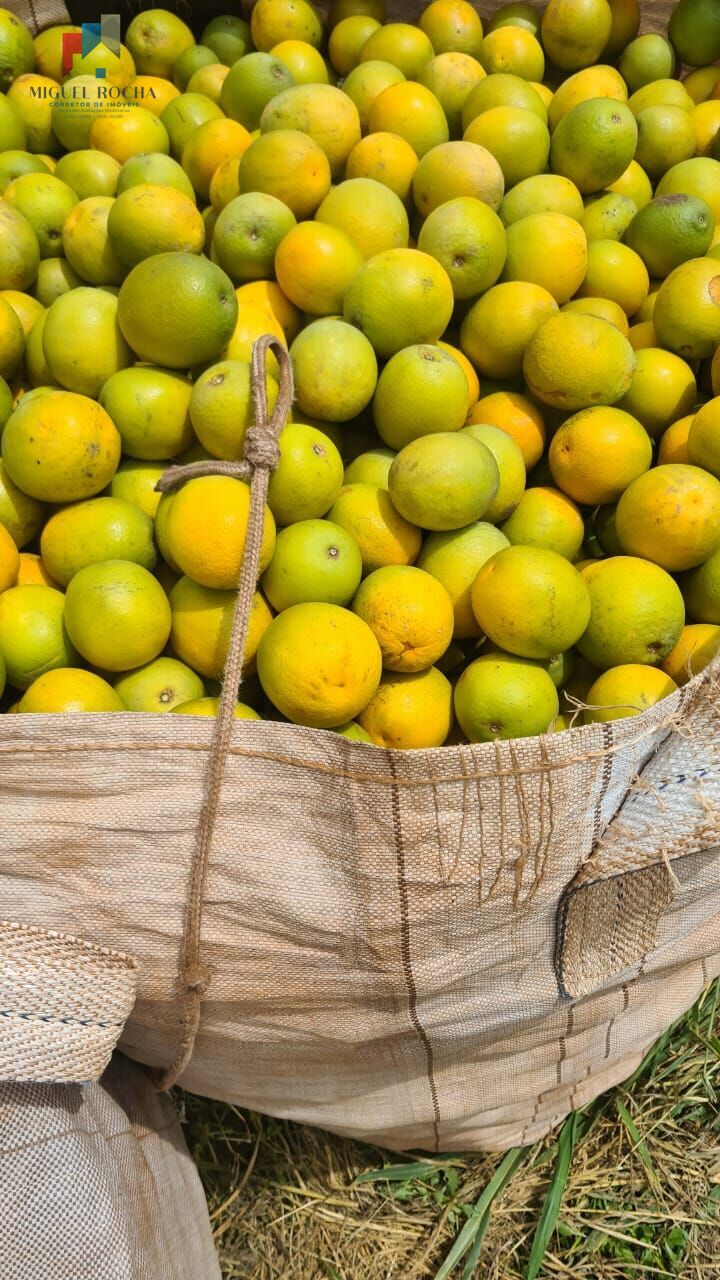 Fazenda região de Araraquara SP