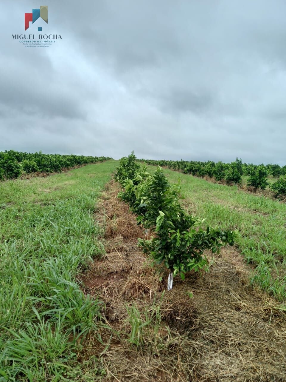 Fazenda região de Araraquara SP