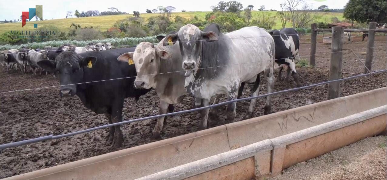 Fazenda á venda em Avaré SP - foto 1