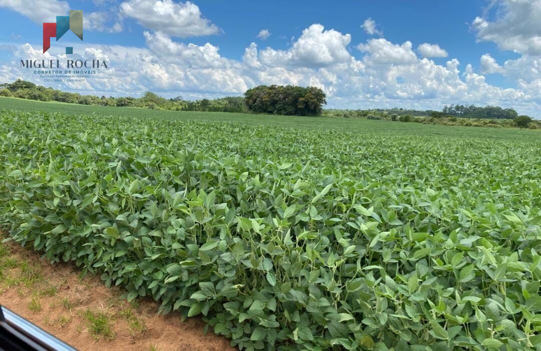 Fazenda região de Avaré SP - foto 3