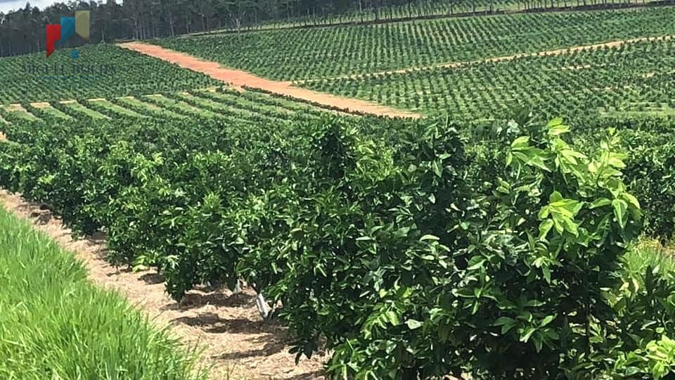Fazenda Região de Marilia SP