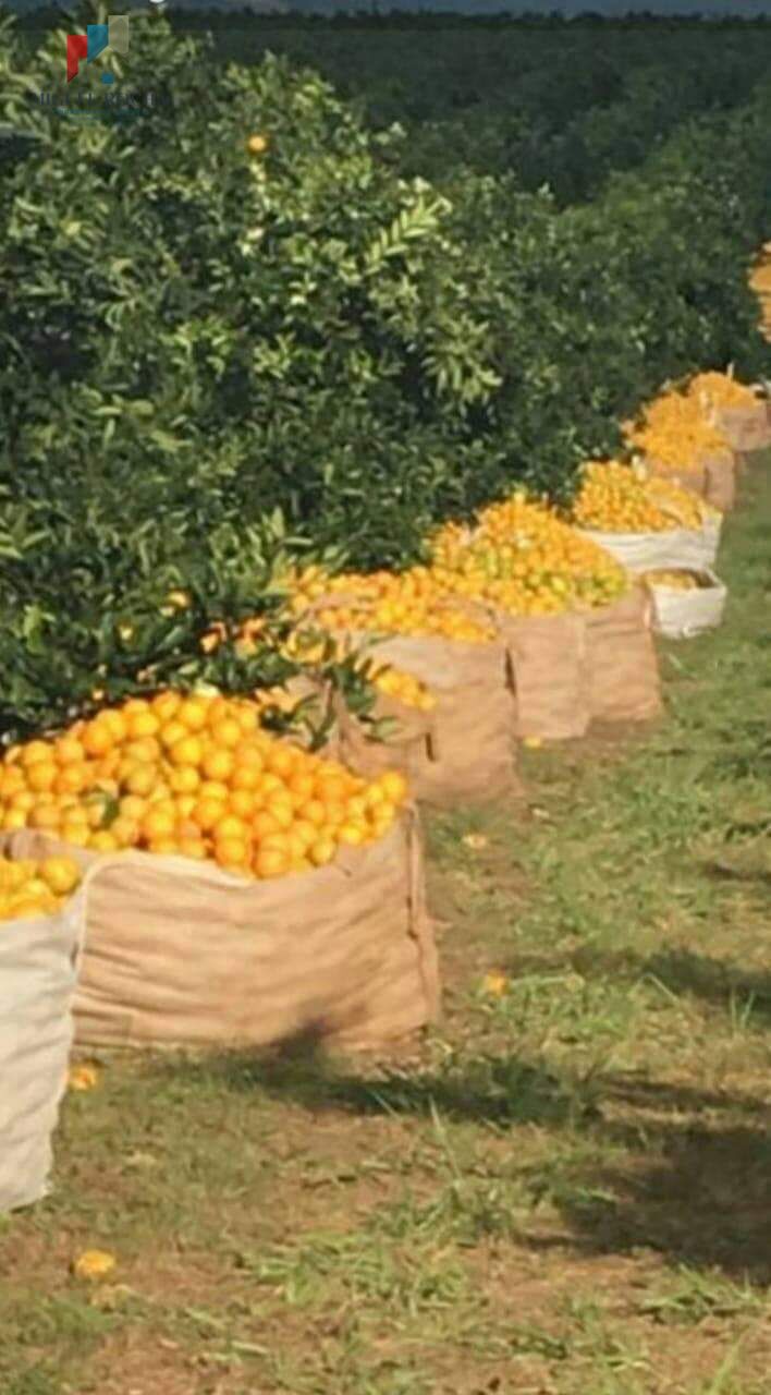 Fazenda Região de Marilia SP