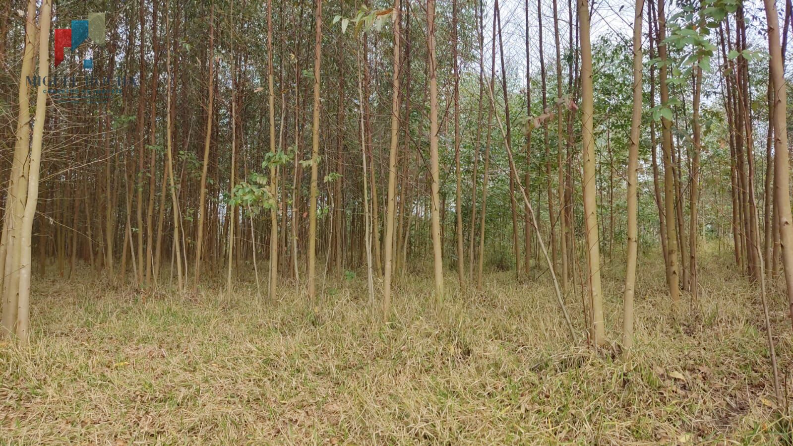 Sítio região Itapetininga SP - foto 2