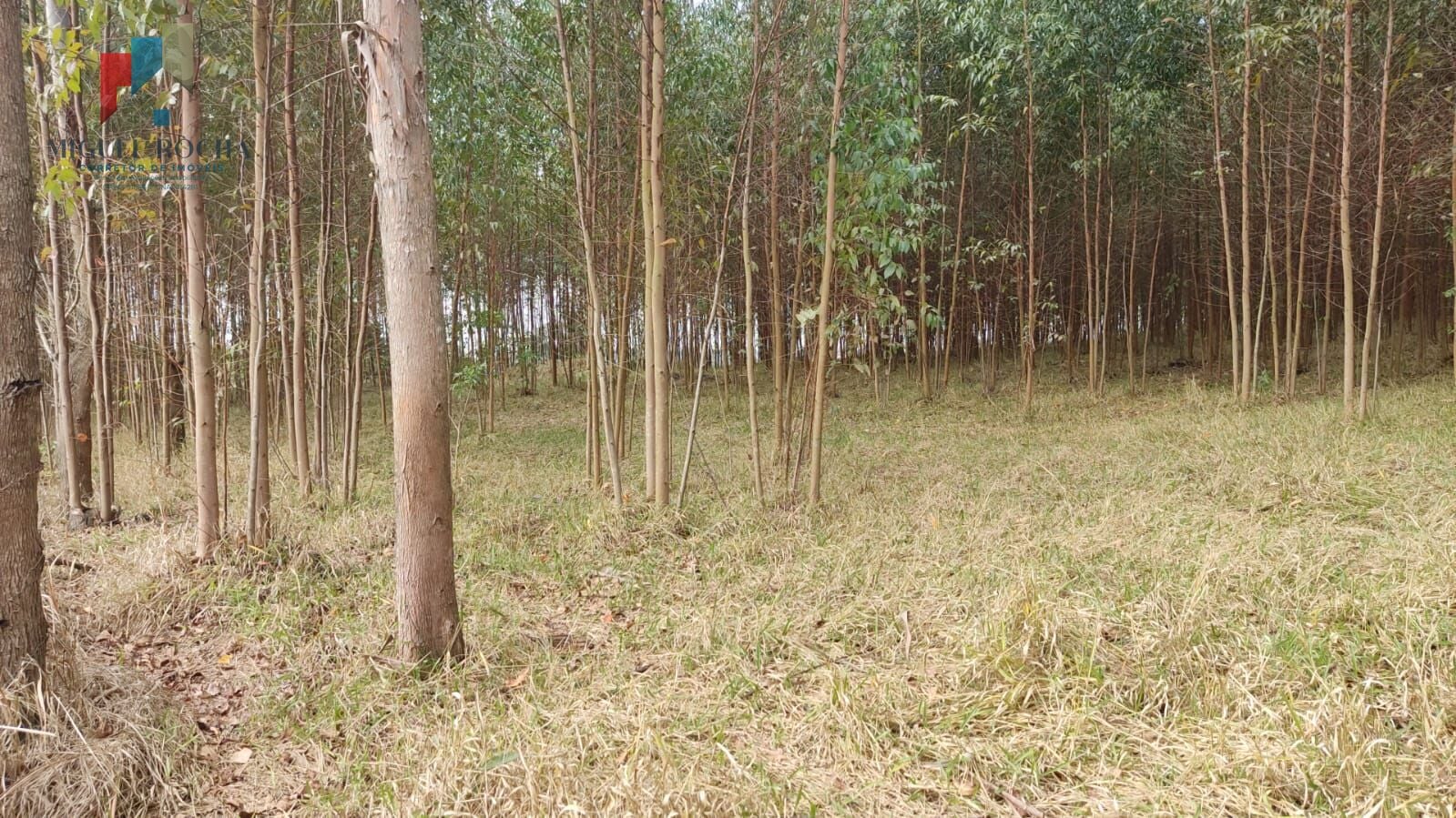 Sítio região Itapetininga SP - foto 1