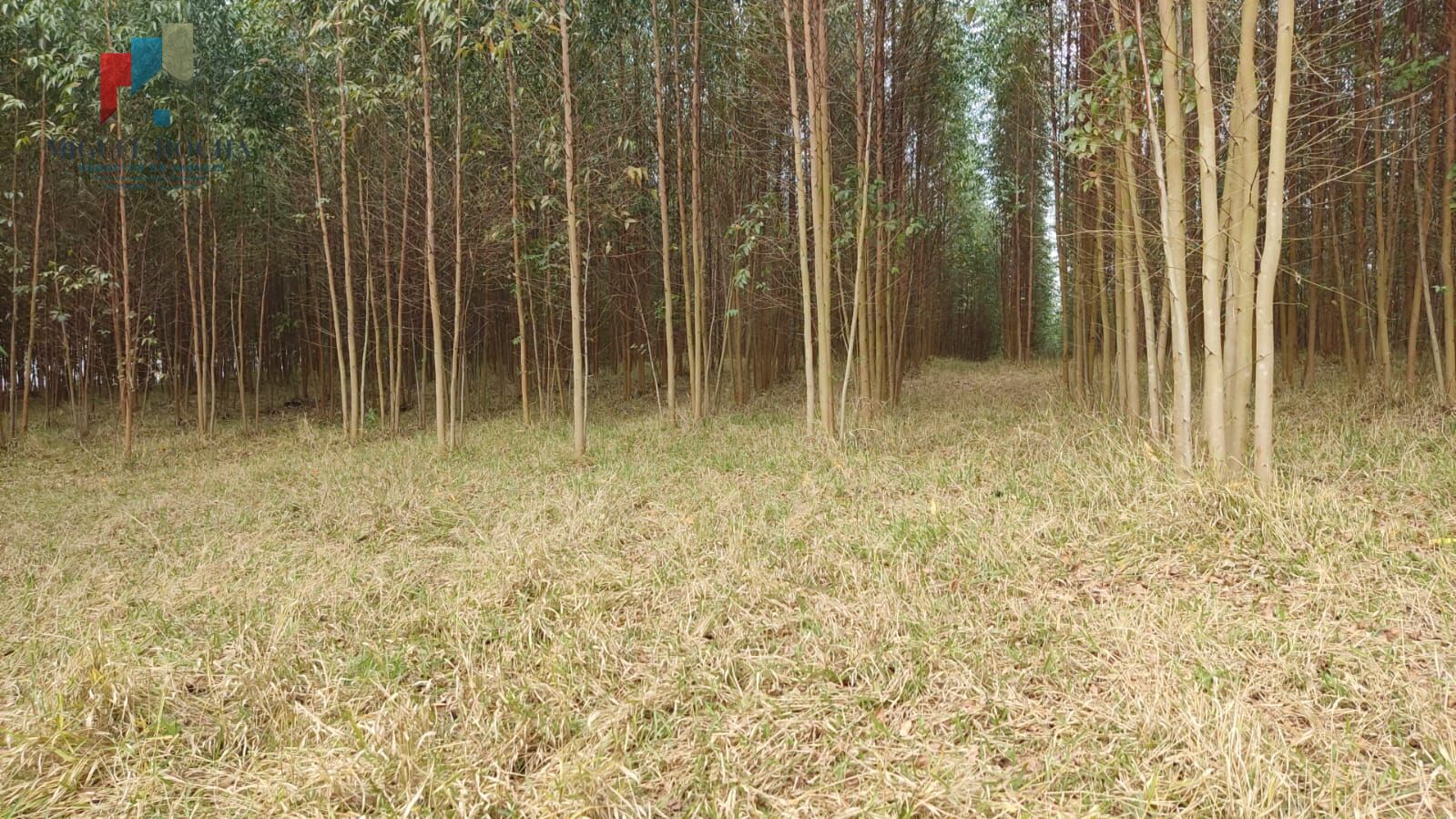 Sítio região Itapetininga SP - foto 3