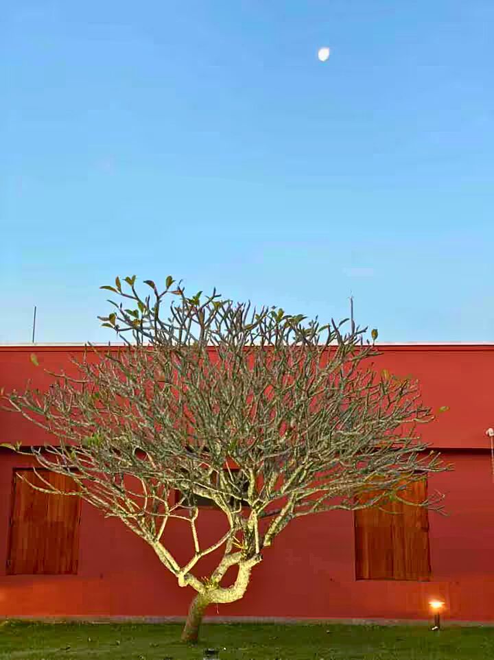 Chácara, 7 quartos, 35 hectares - Foto 10
