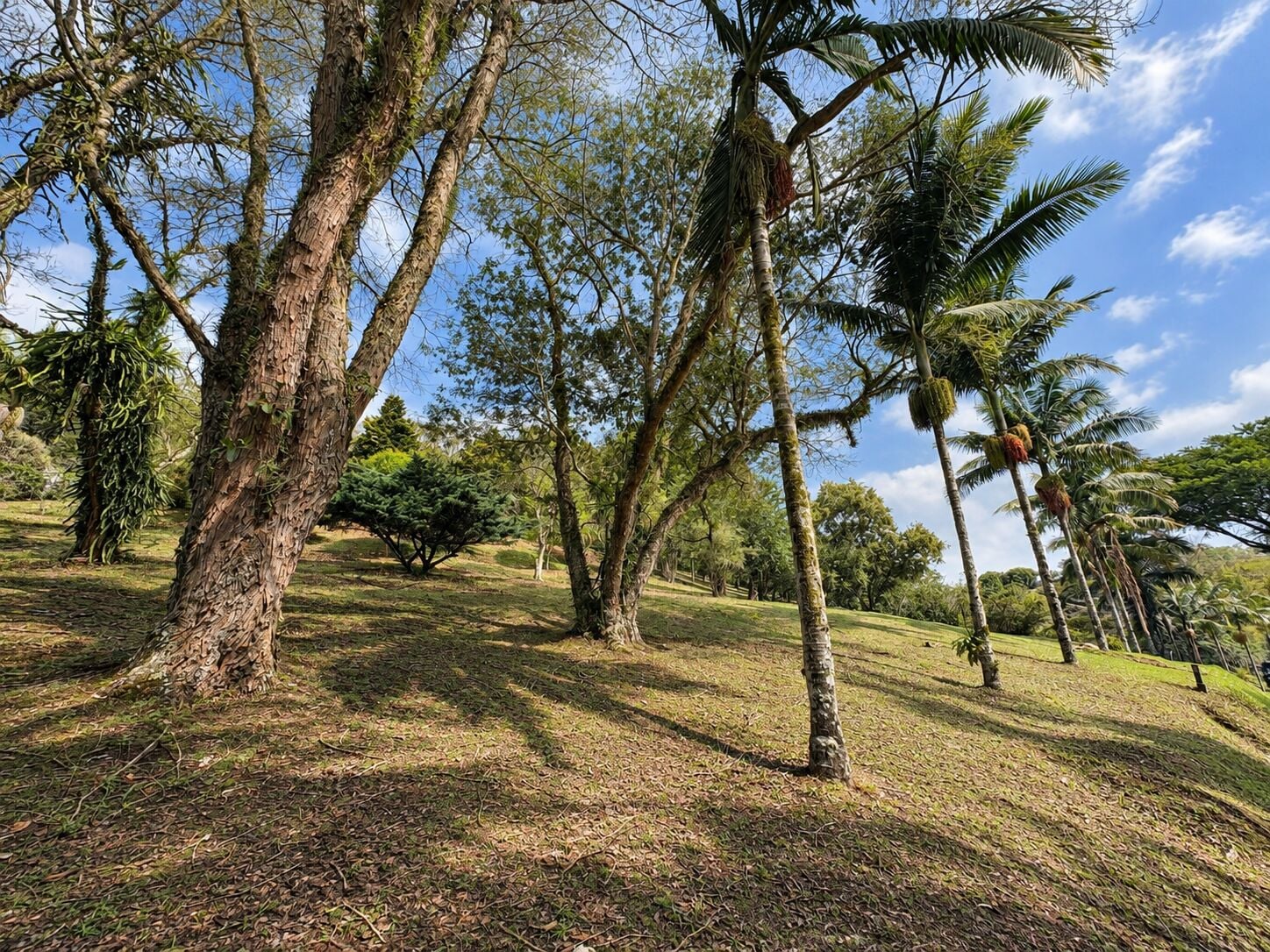 Chácara, 4 quartos, 3 hectares - Foto 11