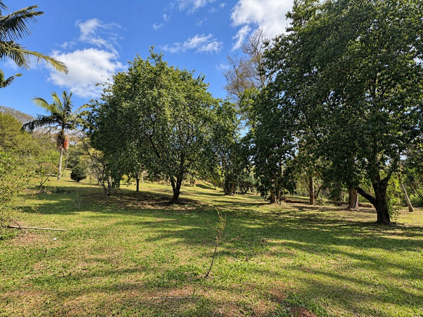 Chácara, 4 quartos, 3 hectares - Foto 10