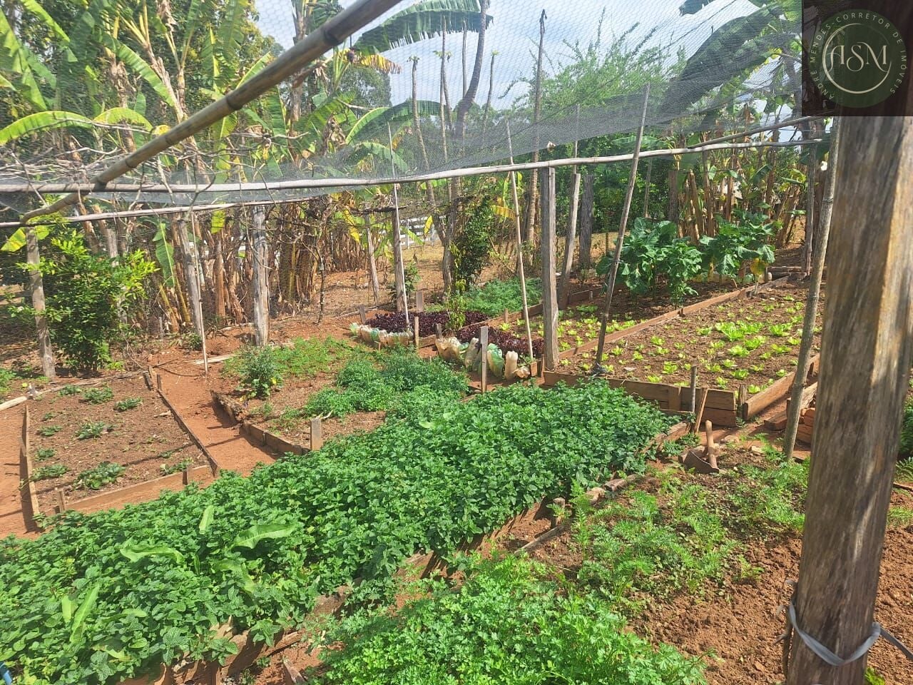 Fazenda, 55 hectares - Foto 4