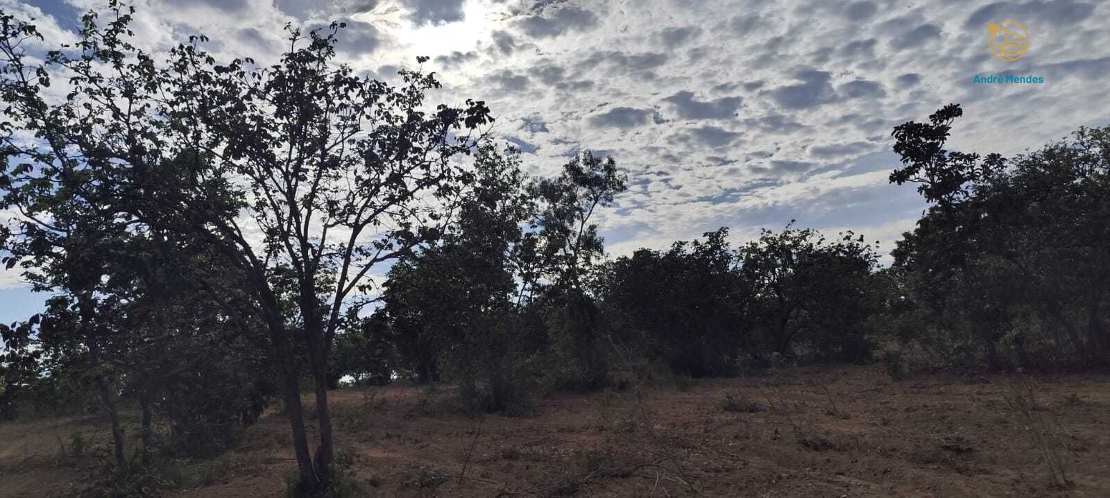 Fazenda, 2340 hectares - Foto 17