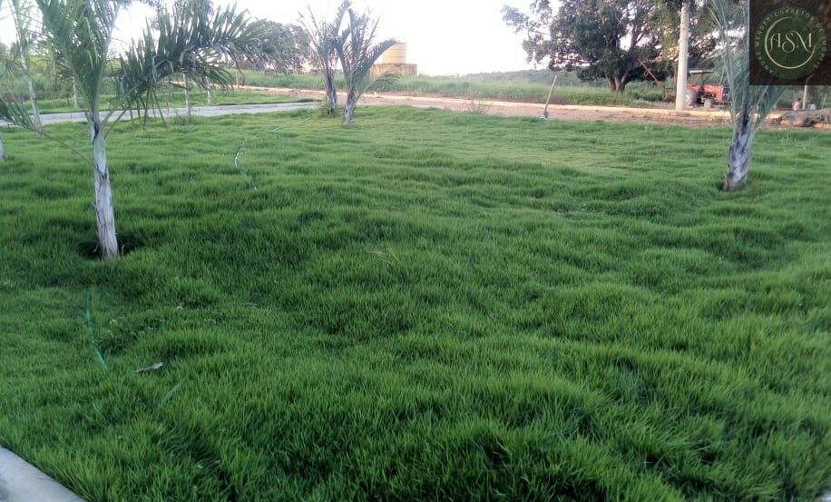 Terreno, 5000 m² - Foto 19