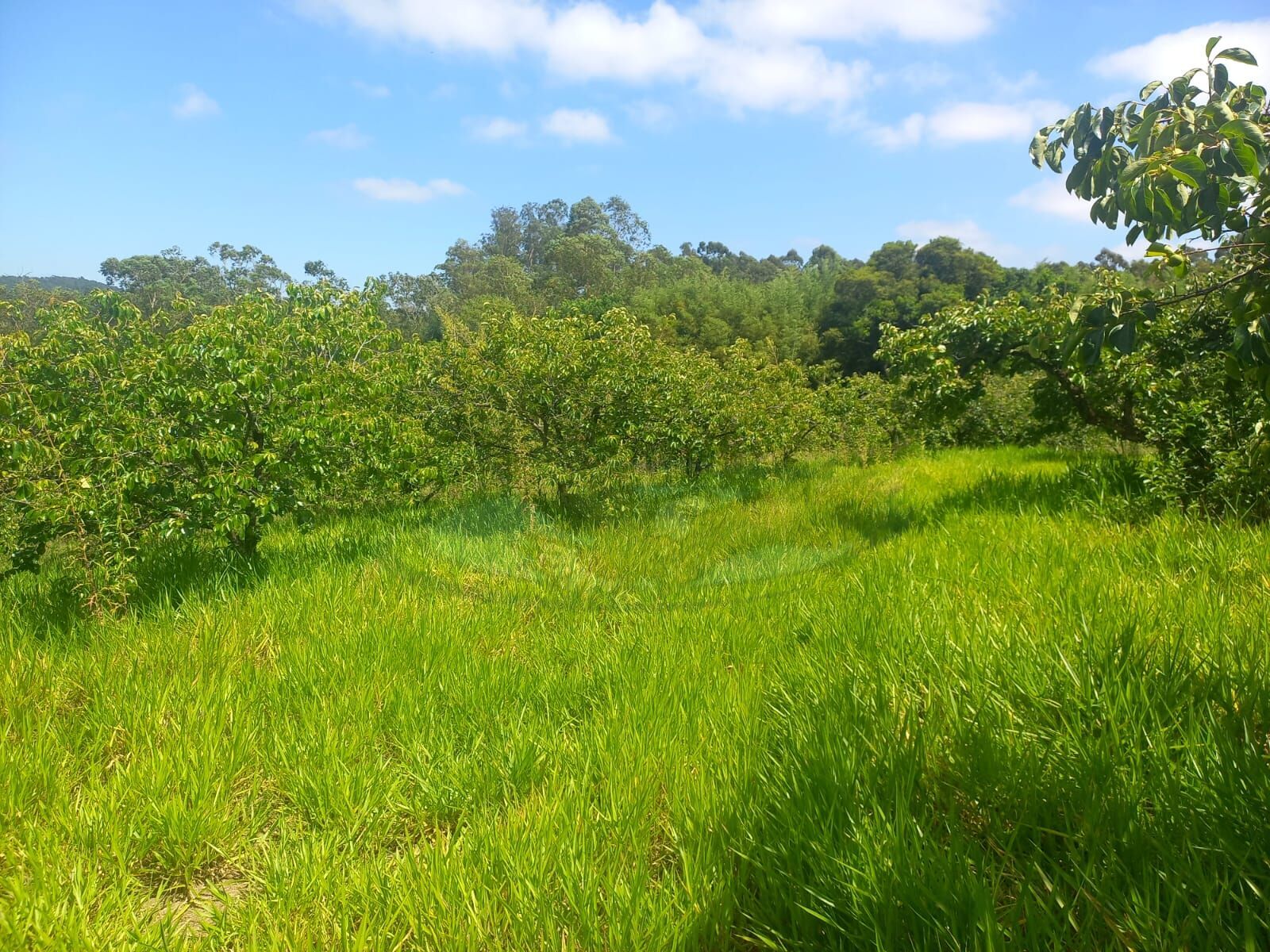 Sítio, 10 hectares - Foto 11