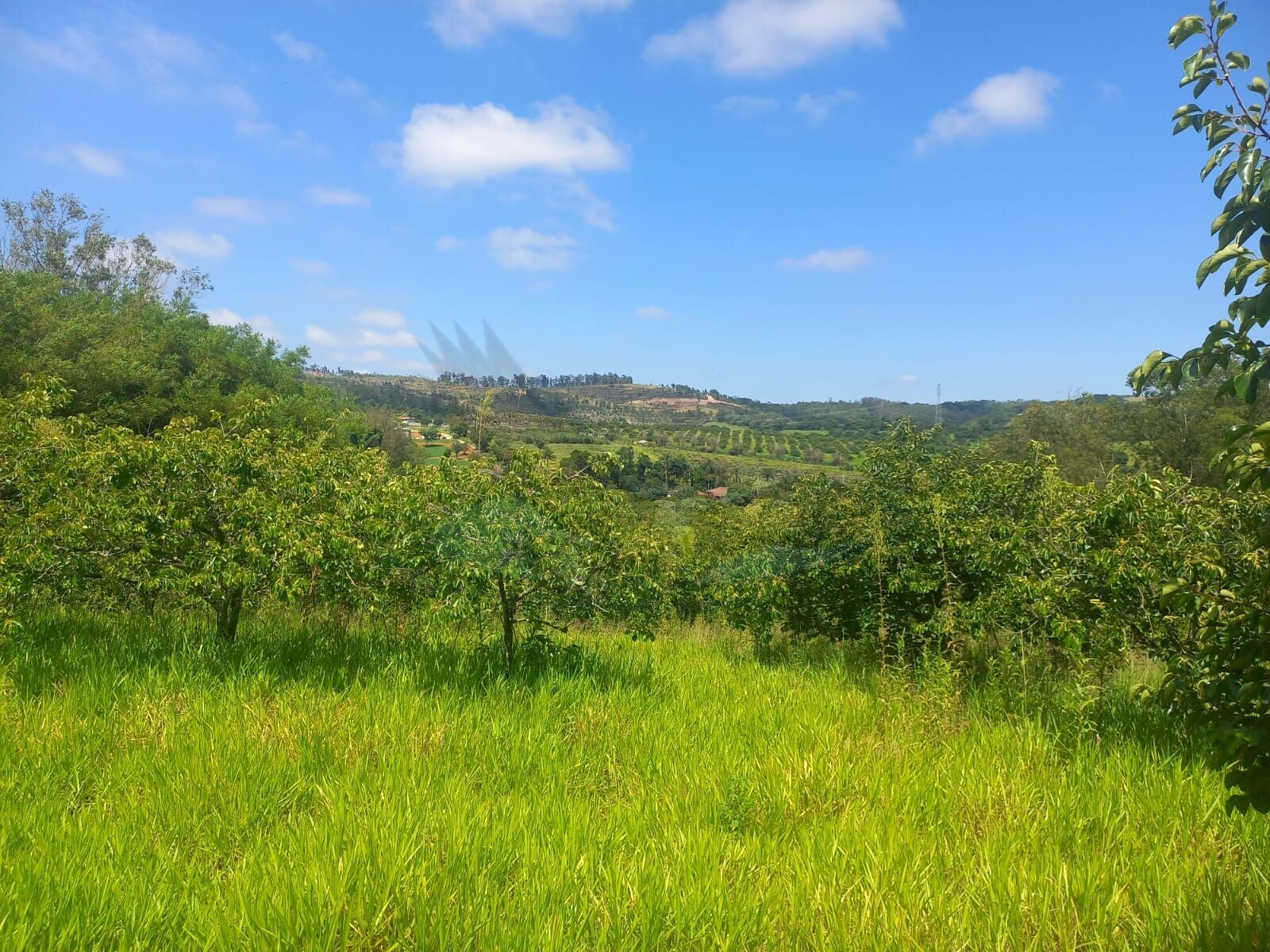 Sítio, 10 hectares - Foto 4