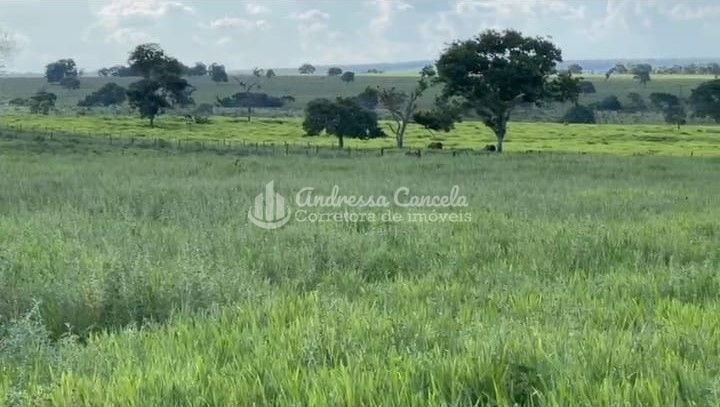 Fazenda, 826 hectares - Foto 3