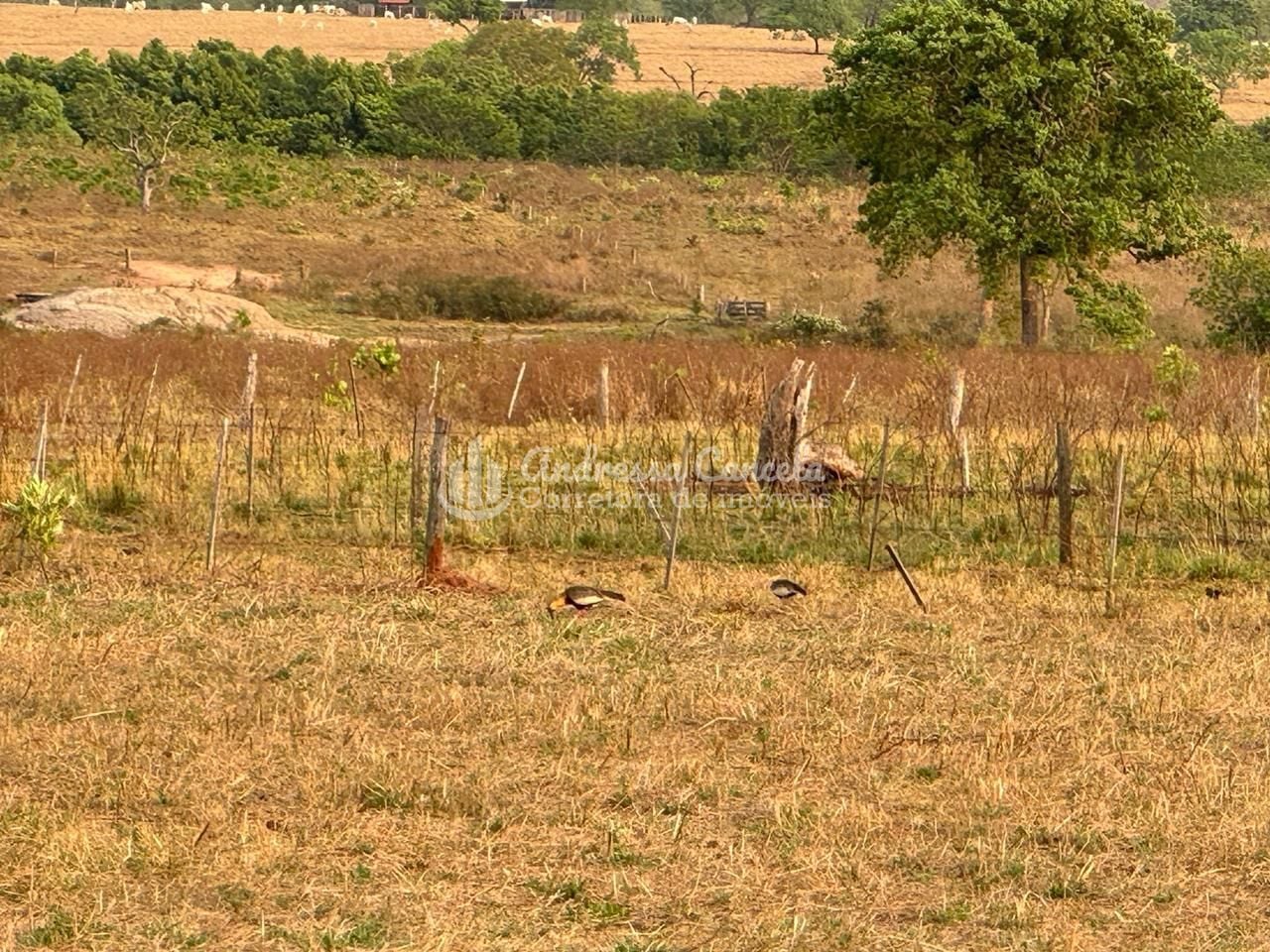 Fazenda, 826 hectares - Foto 14