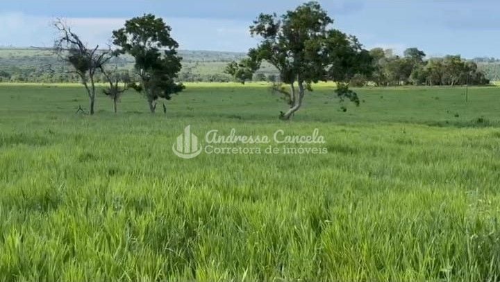 Fazenda, 826 hectares - Foto 4