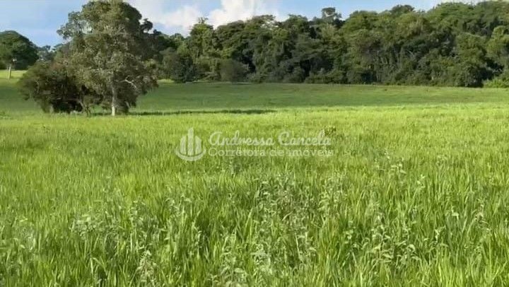 Fazenda, 826 hectares - Foto 5