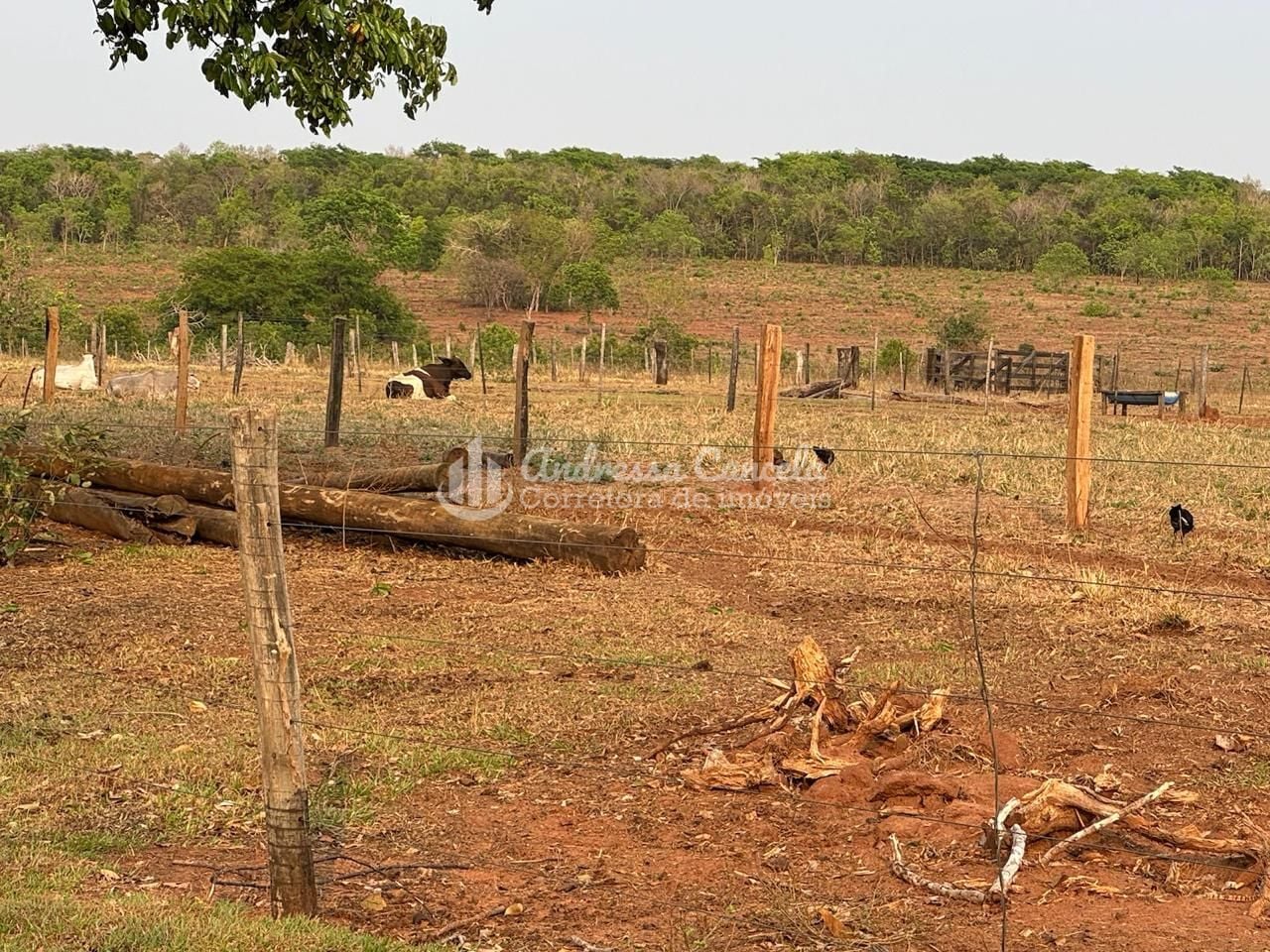Fazenda, 826 hectares - Foto 17