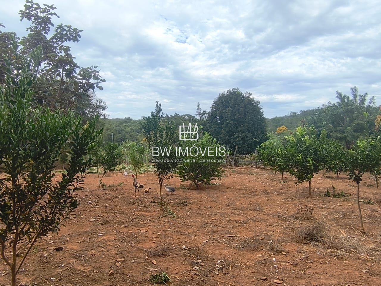 Chácara, 3 quartos, 10000 m² - Foto 5