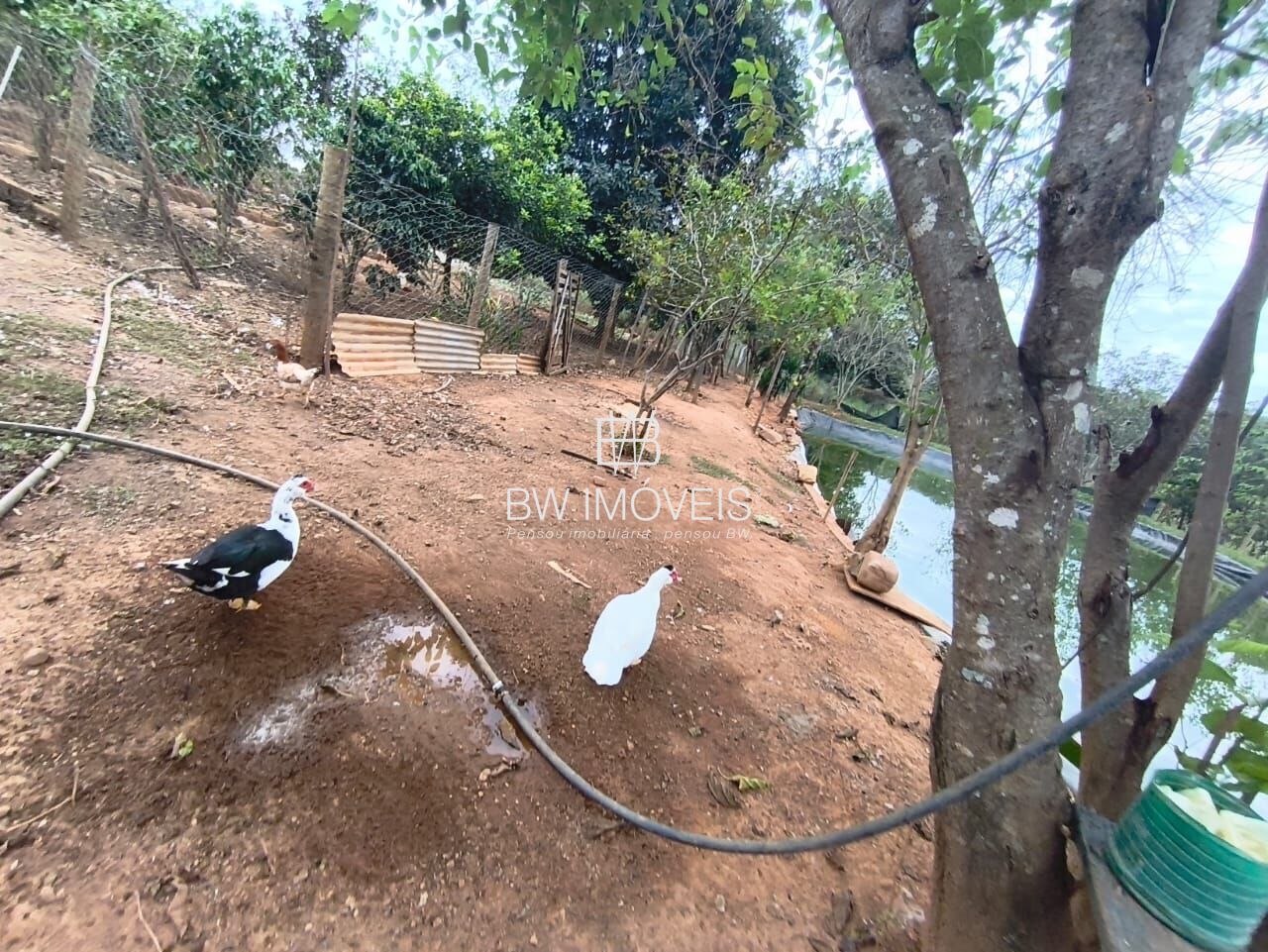 Chácara, 3 quartos, 10000 m² - Foto 23