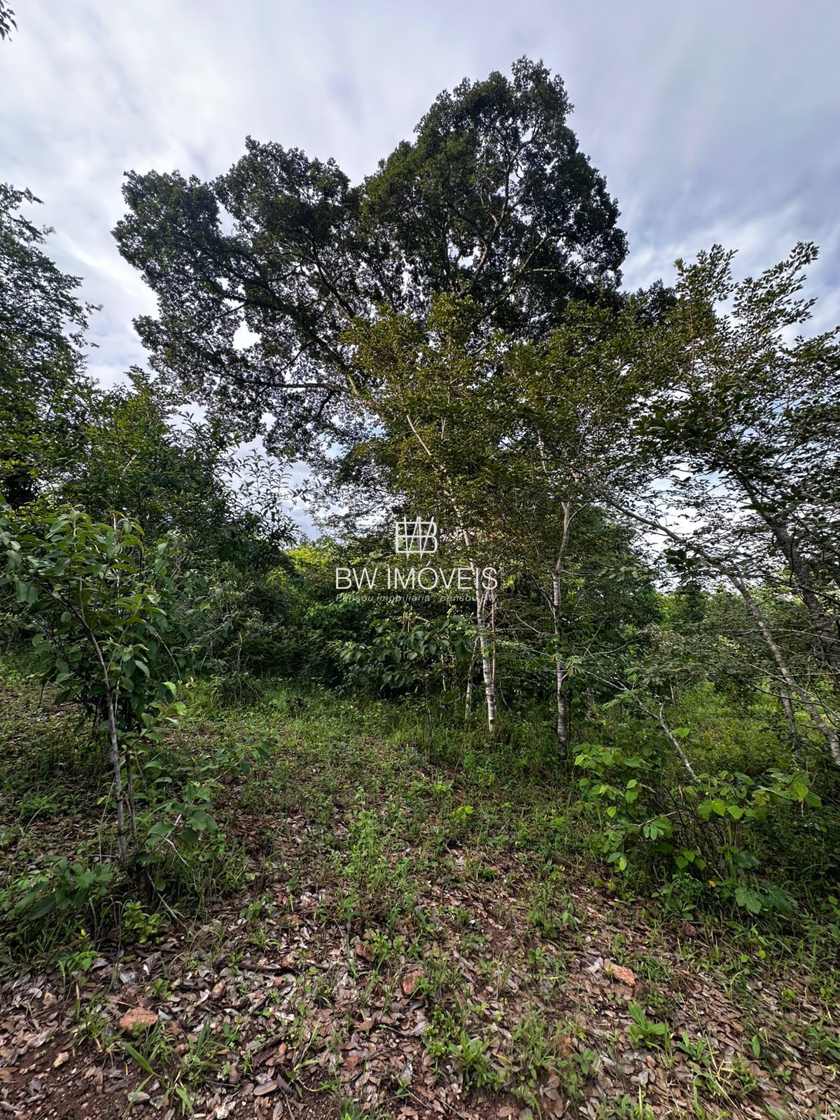 Fazenda, 82 hectares - Foto 18