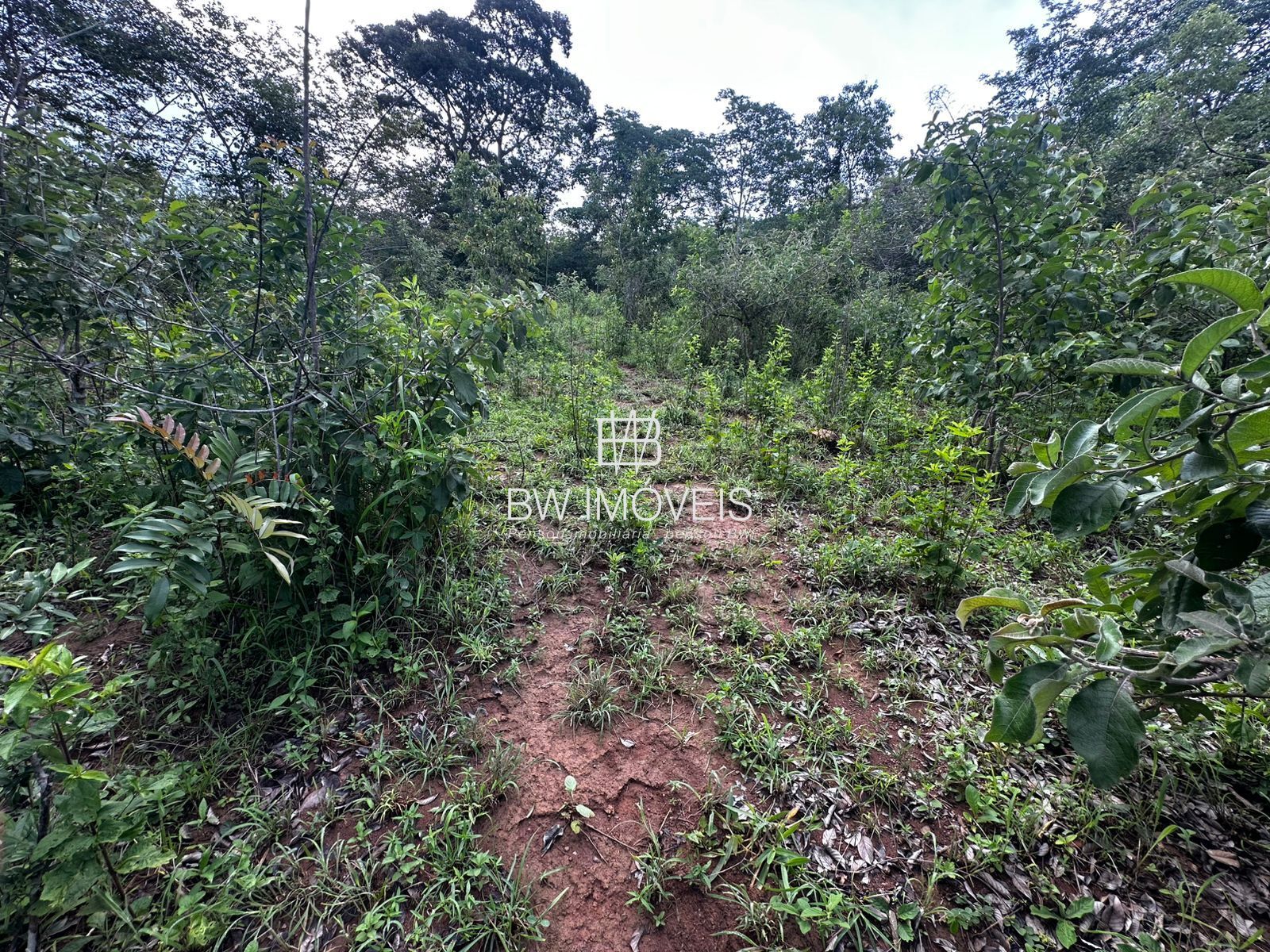 Fazenda, 82 hectares - Foto 12