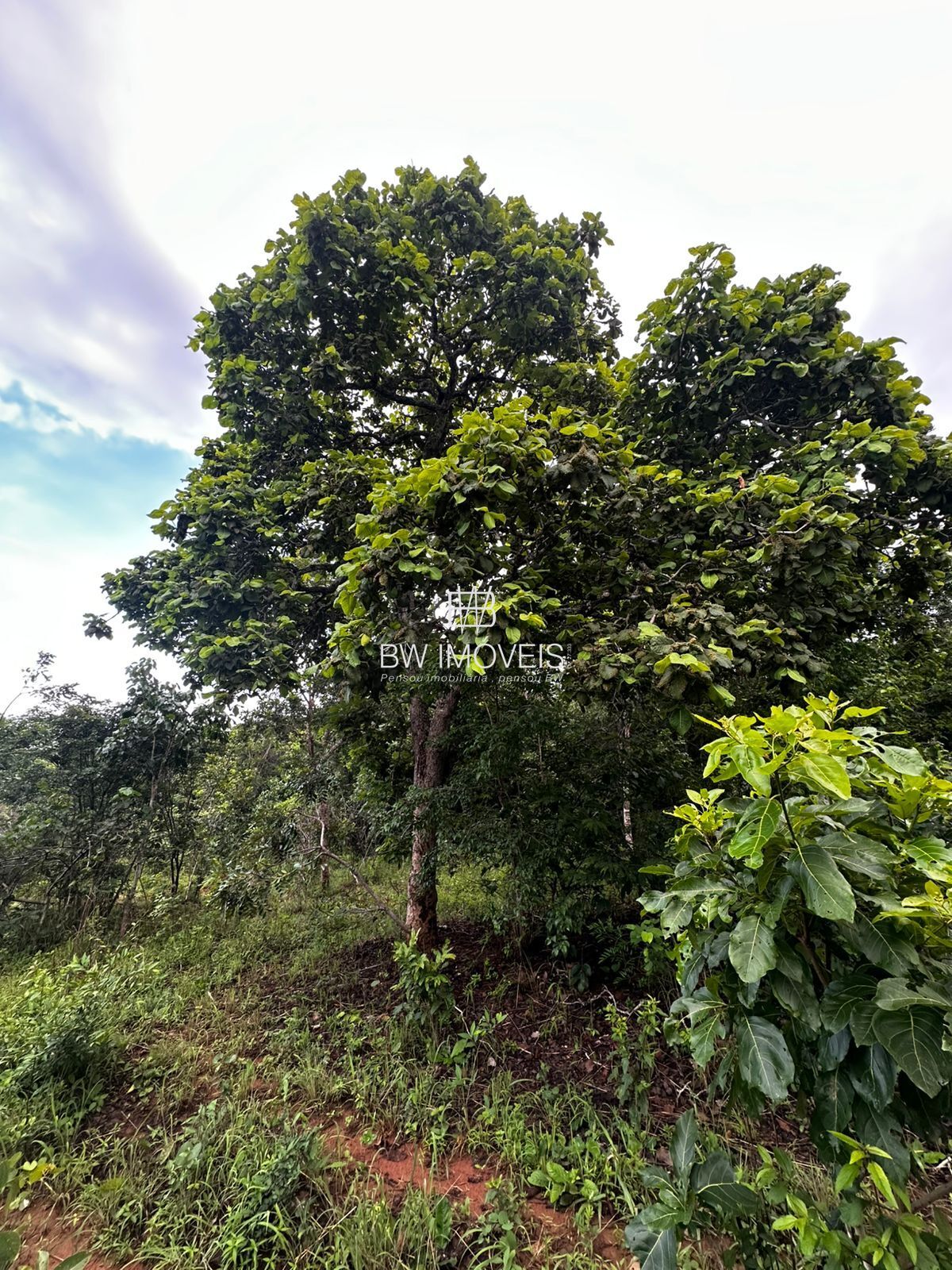 Fazenda, 82 hectares - Foto 22