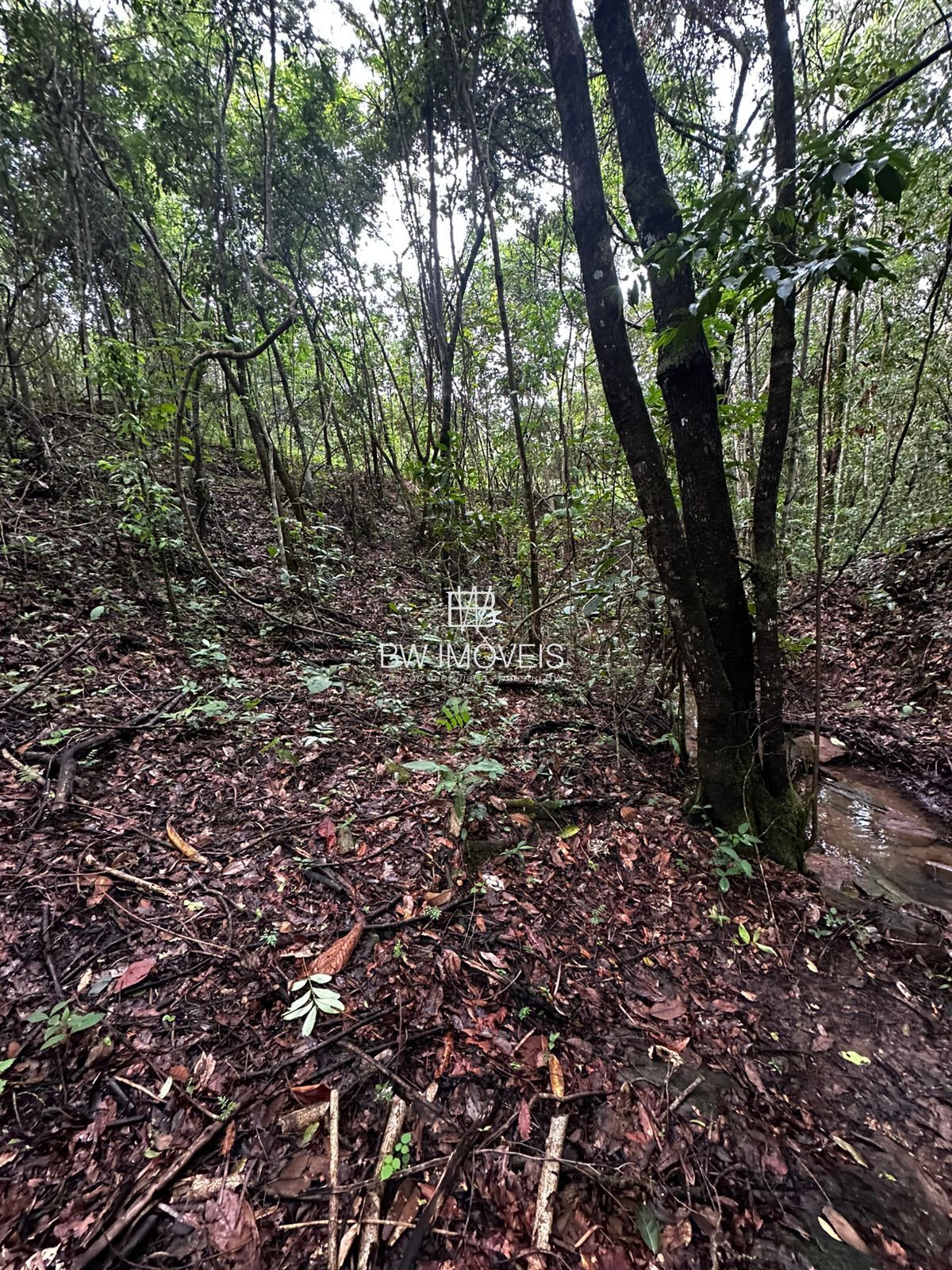 Fazenda, 82 hectares - Foto 17