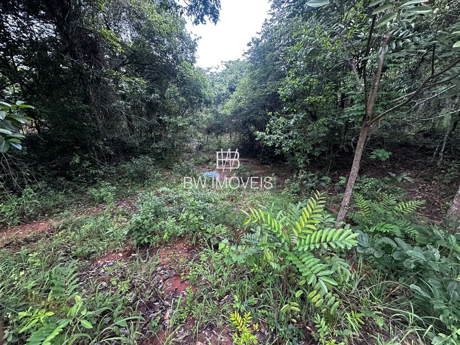 Fazenda, 82 hectares - Foto 24