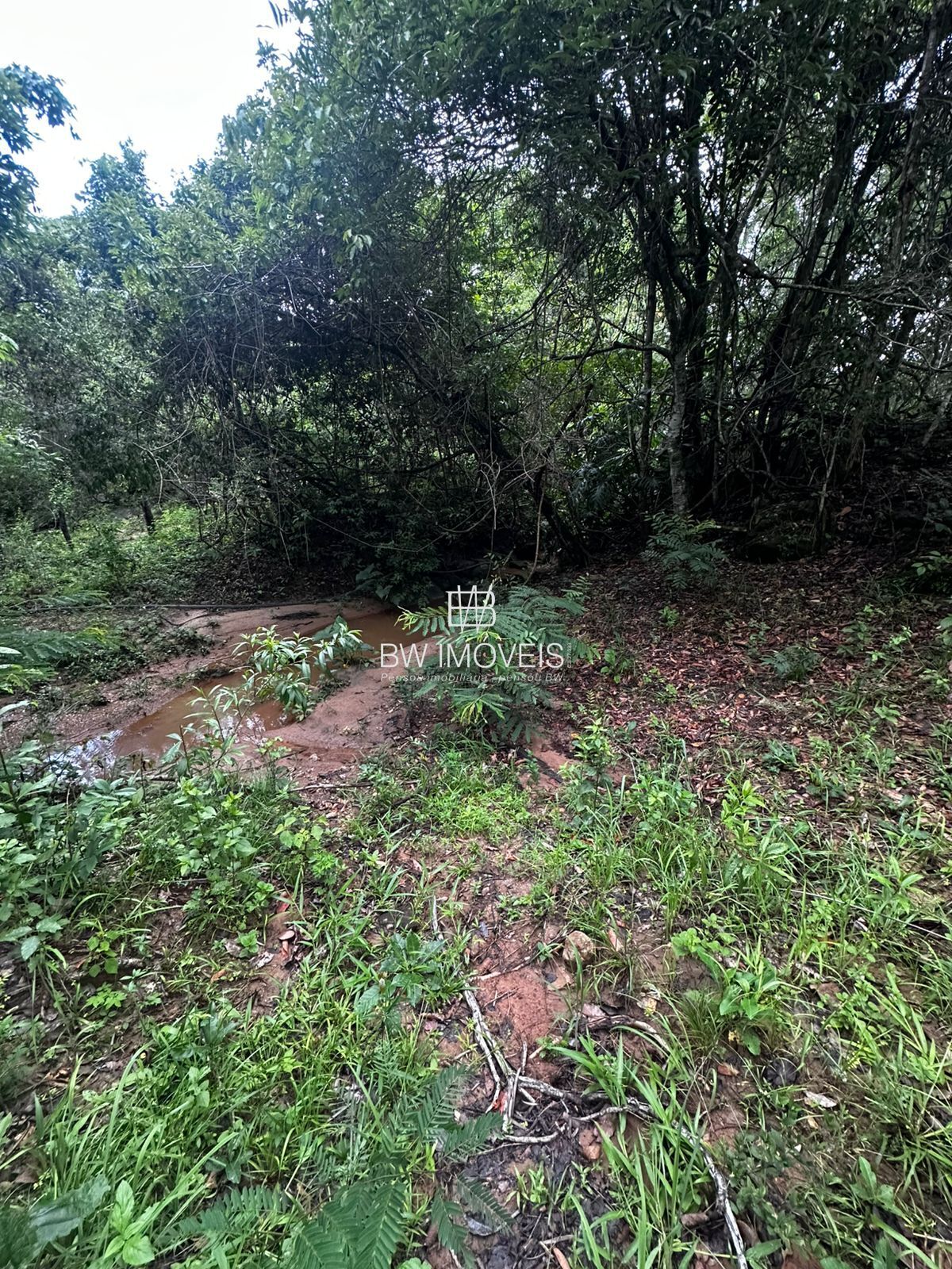 Fazenda, 82 hectares - Foto 23