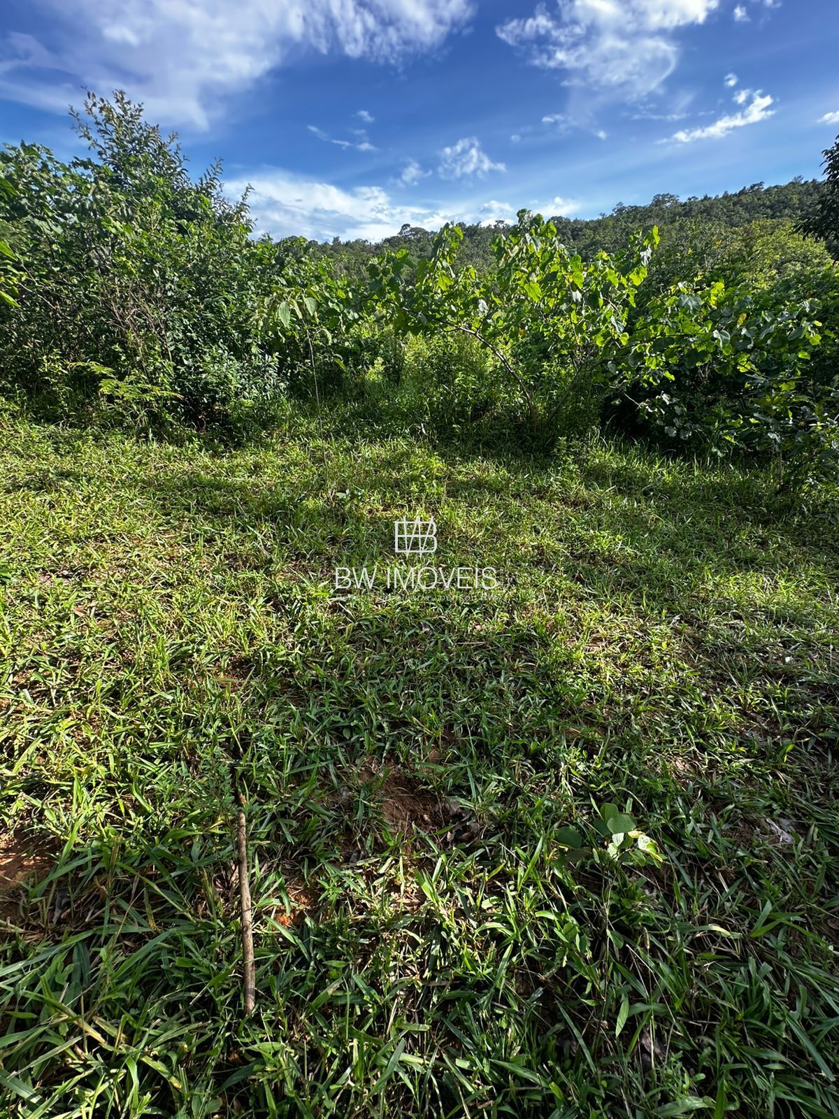 Fazenda, 82 hectares - Foto 4