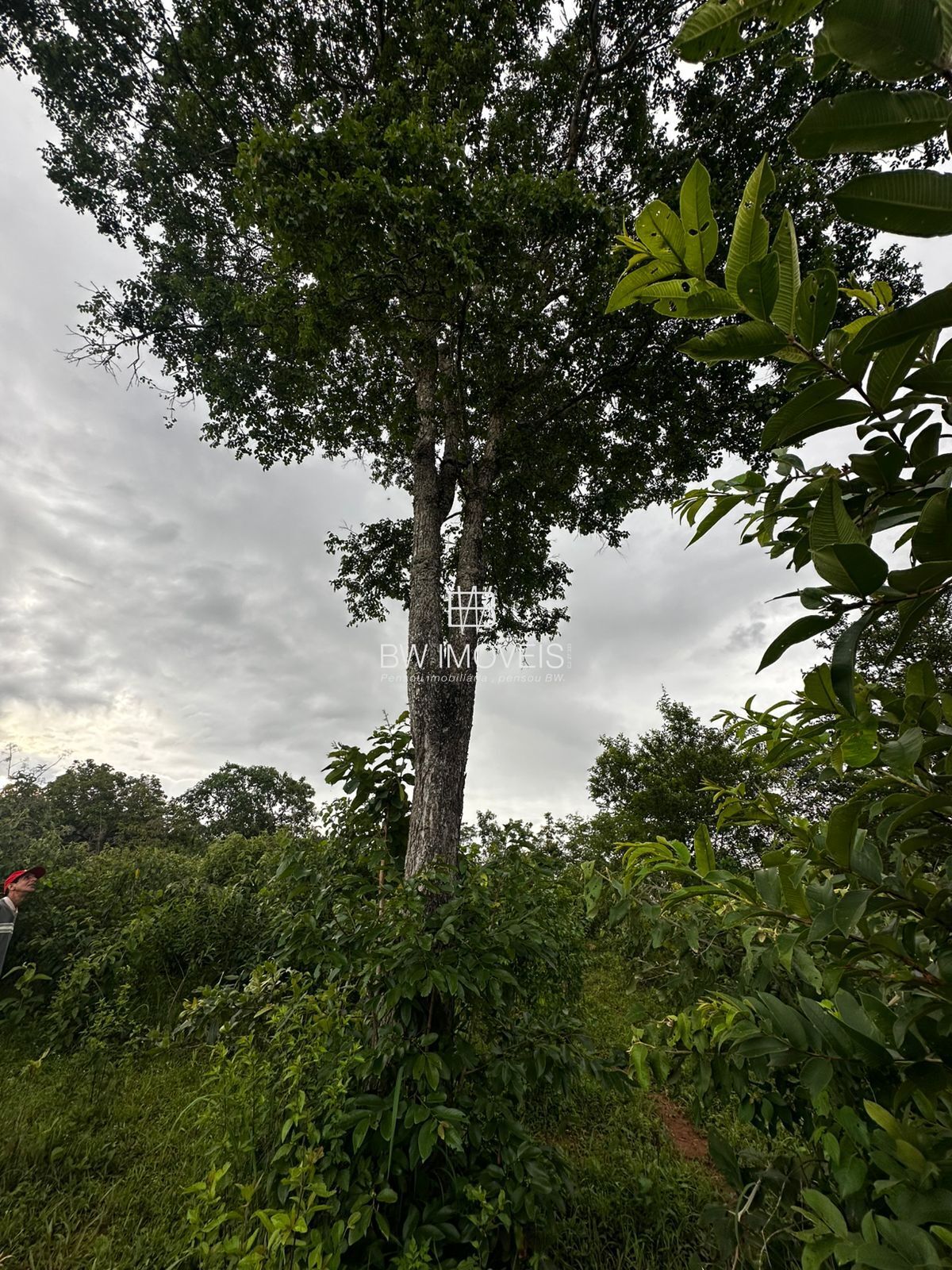 Fazenda, 82 hectares - Foto 28