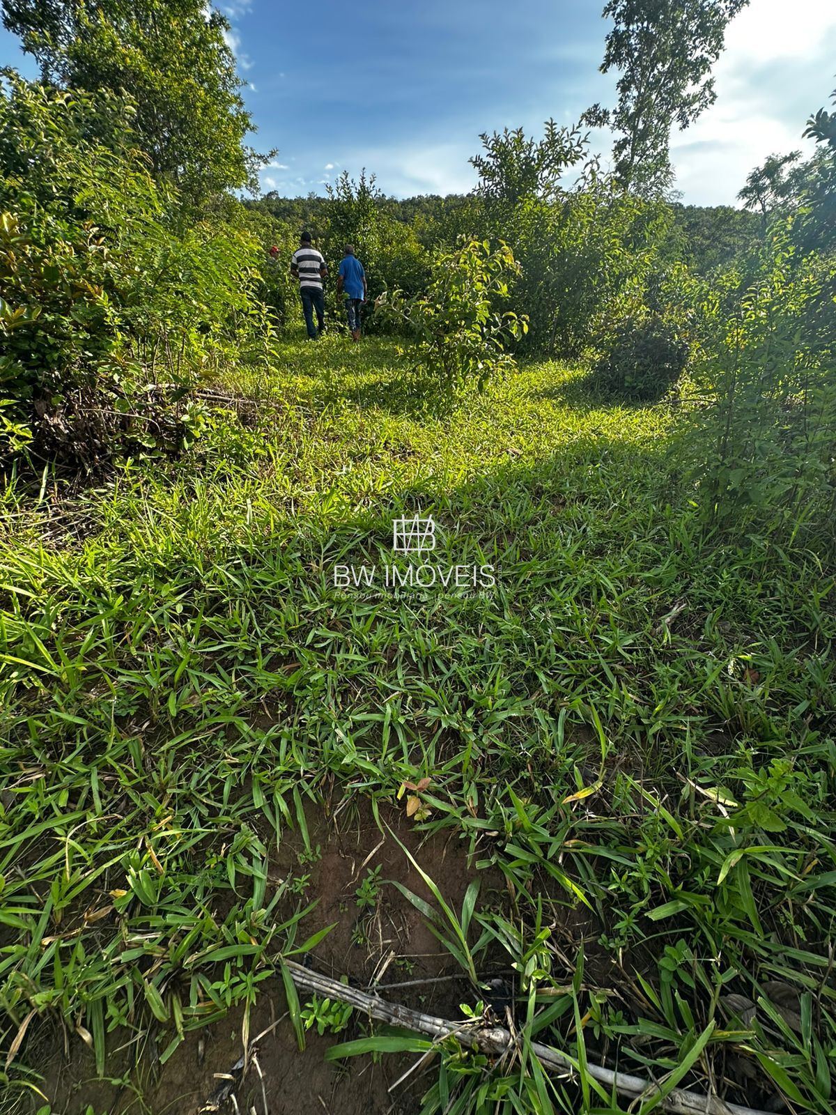 Fazenda, 82 hectares - Foto 6