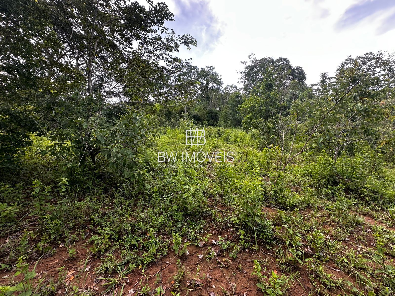 Fazenda, 82 hectares - Foto 13