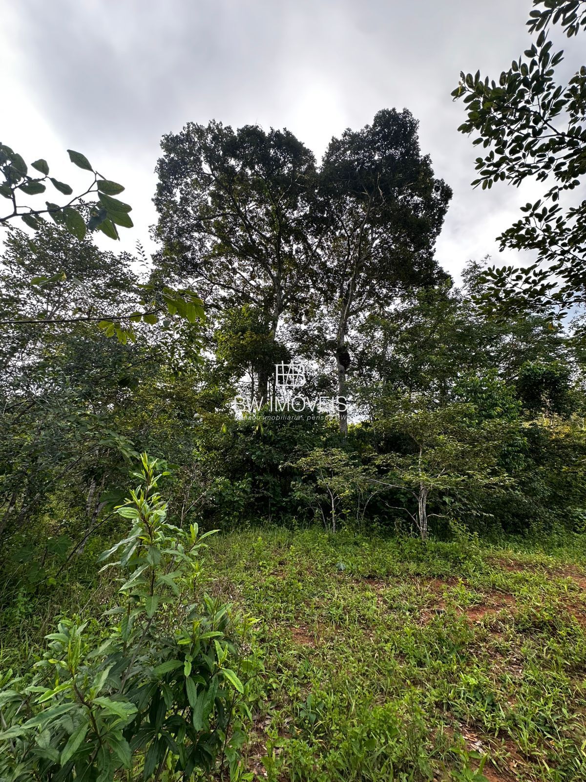 Fazenda, 82 hectares - Foto 19